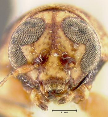 Media type: image;   Entomology 24934 Aspect: head frontal view
